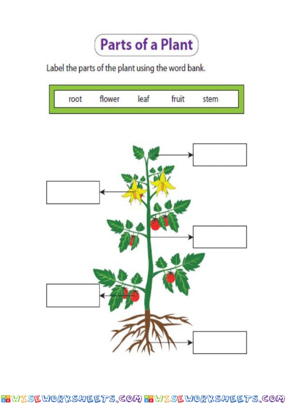 Parts of the Plant