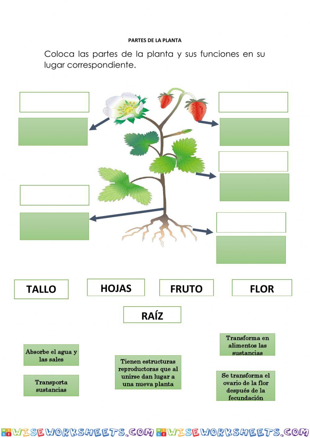 Tarea de las partes de la planta