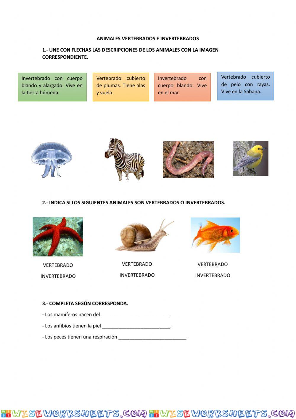 Animales vertebrados e invertebrados