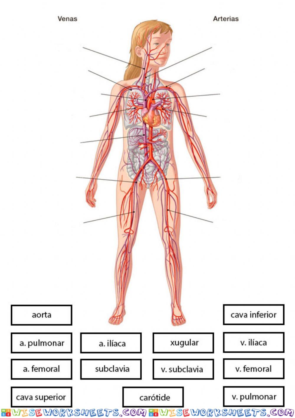 ARTERIAS E VEAS