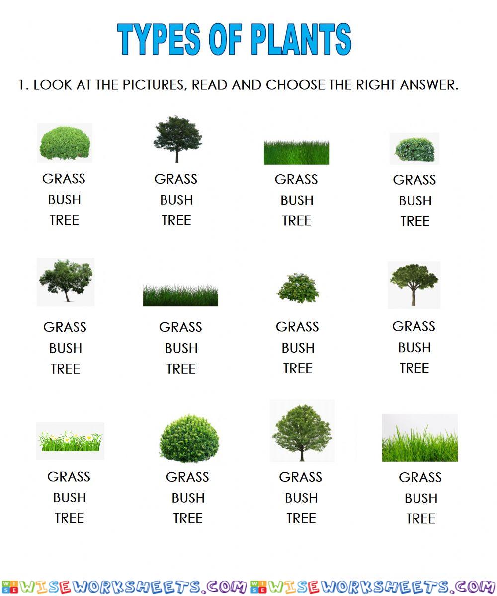 Types of plants