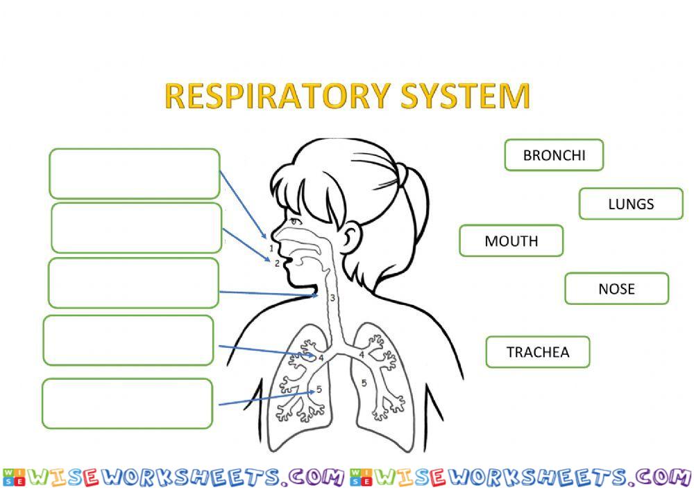 Respiratory System