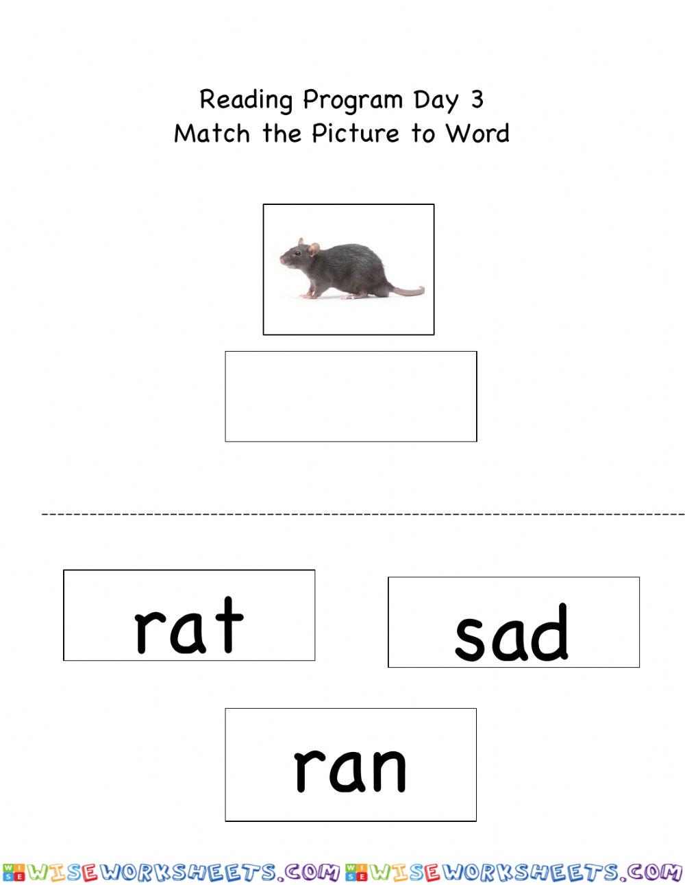 Rat