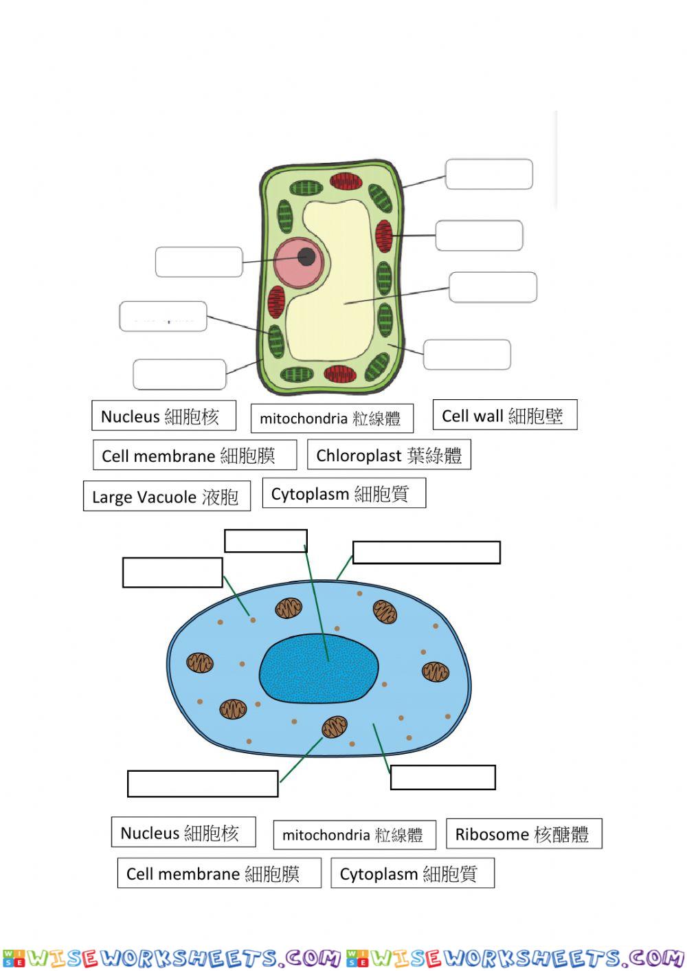 Cell worksheet