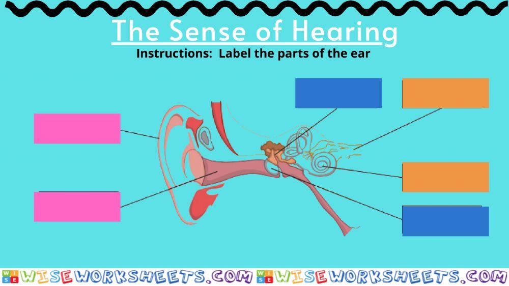 The Sense of Hearing GSD 3