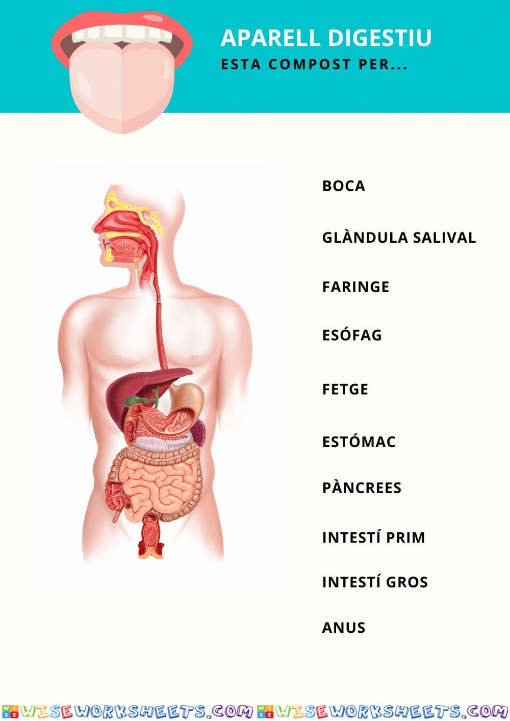 L'aparell digestiu