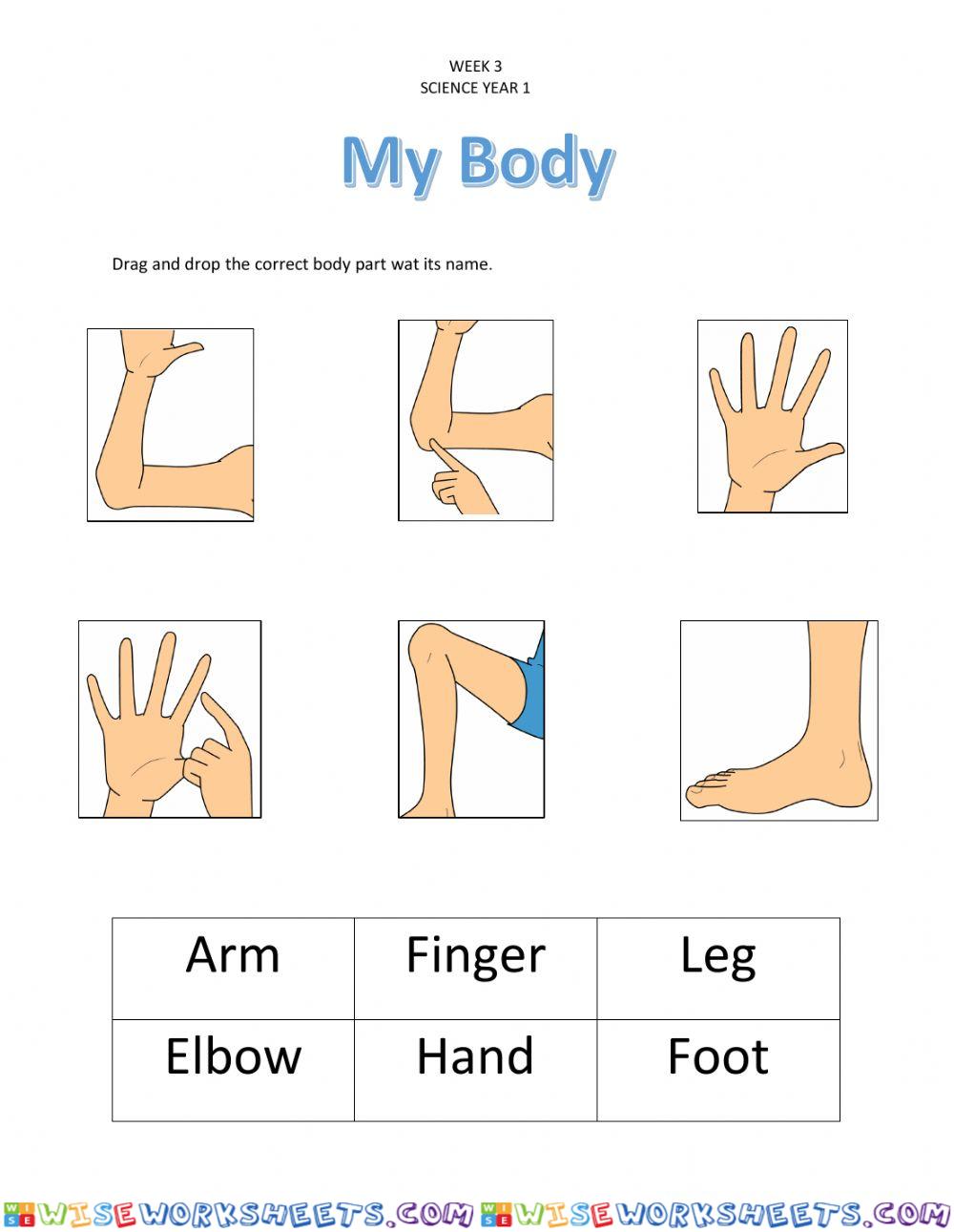 Body parts