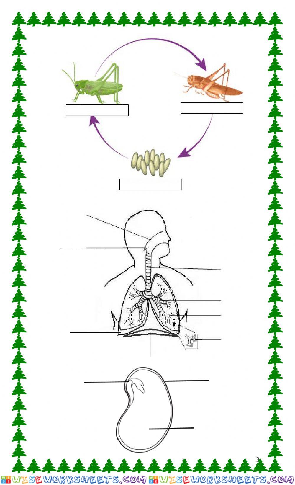 worksheet