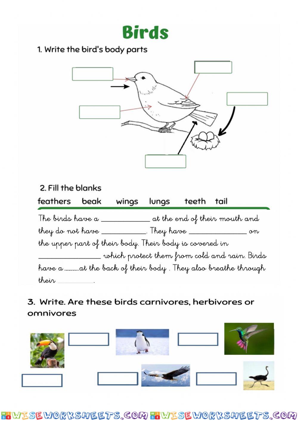 Birds