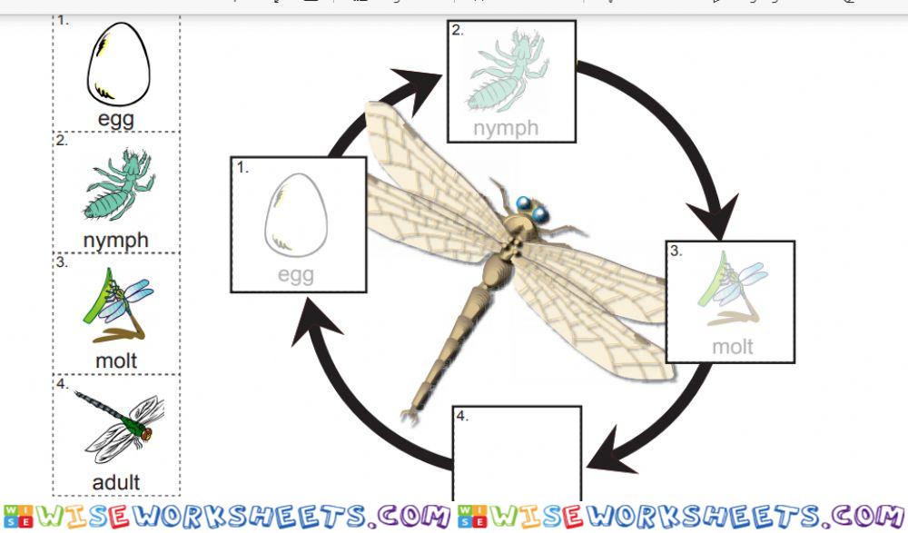 Dragonfly lifecycle