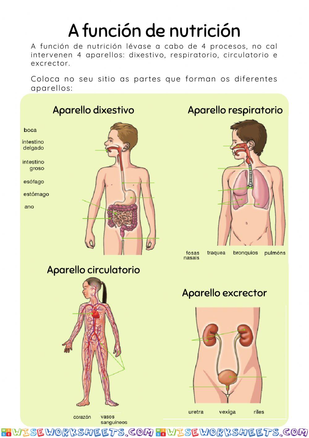 A función de nutrición. Aparellos e as súas partes