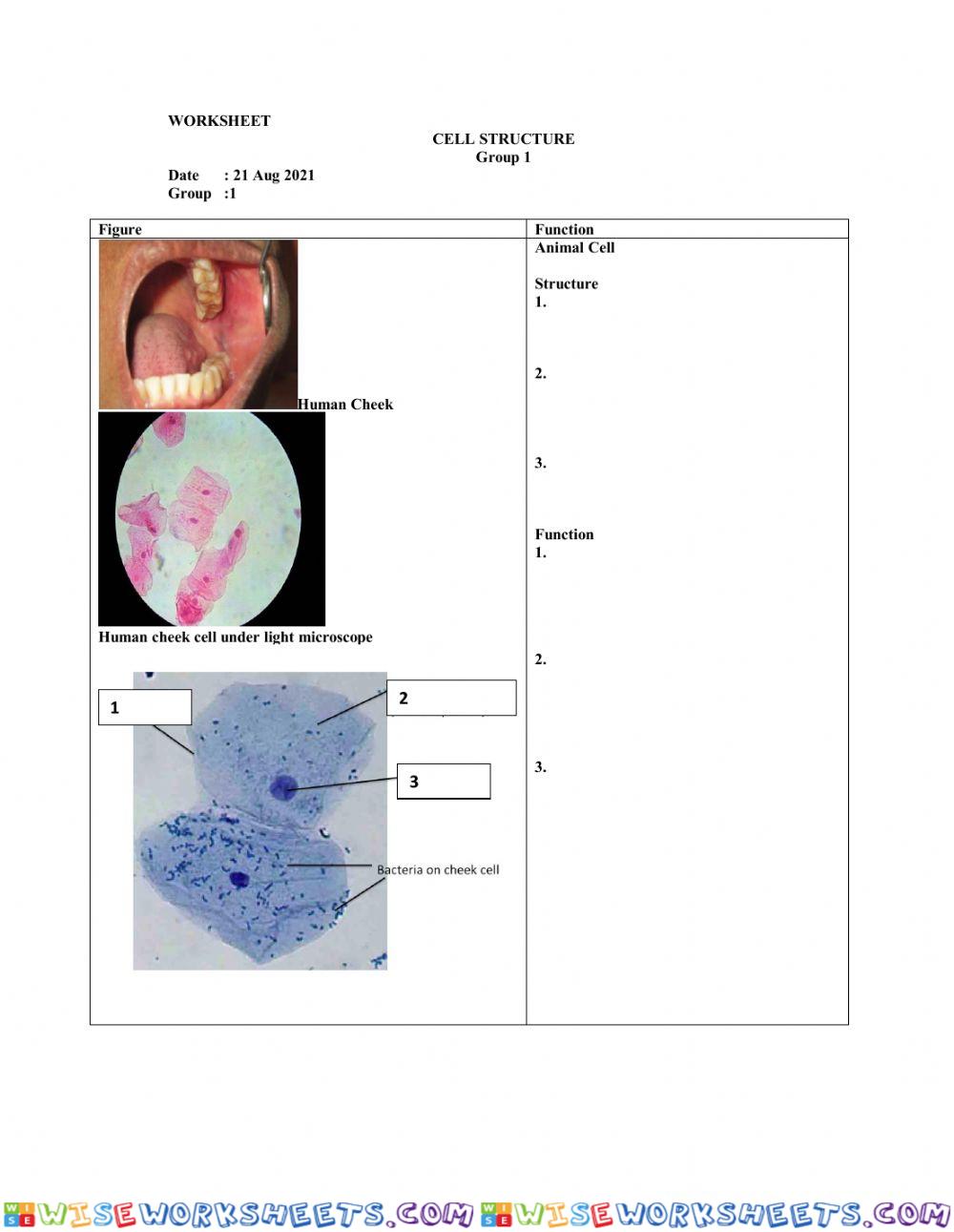 Cell Structure identification