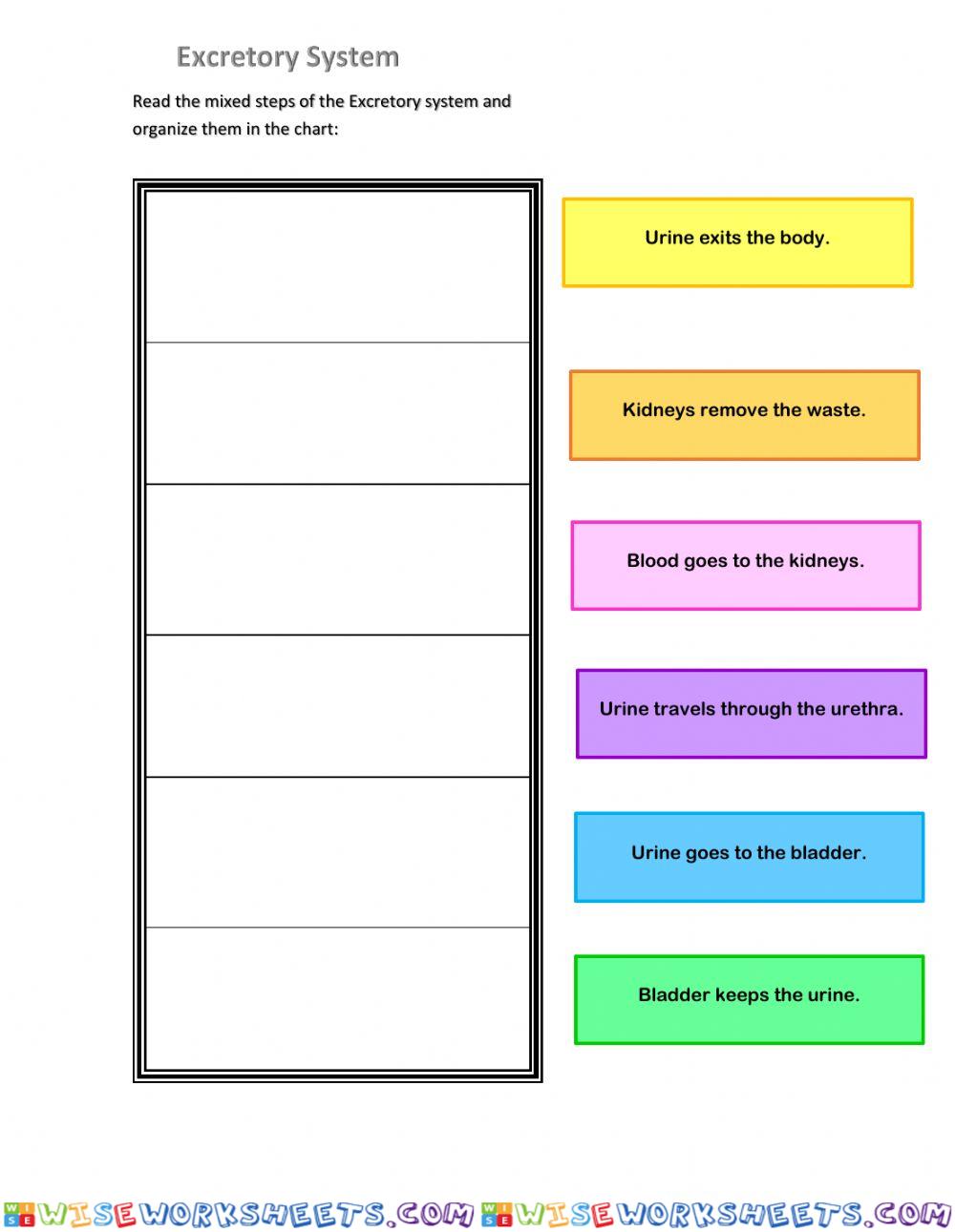 Excretory System