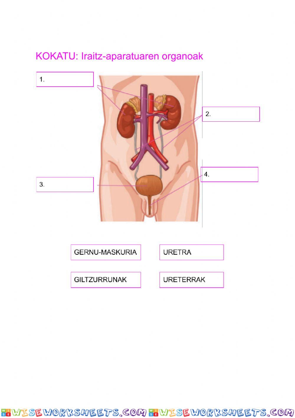 worksheet