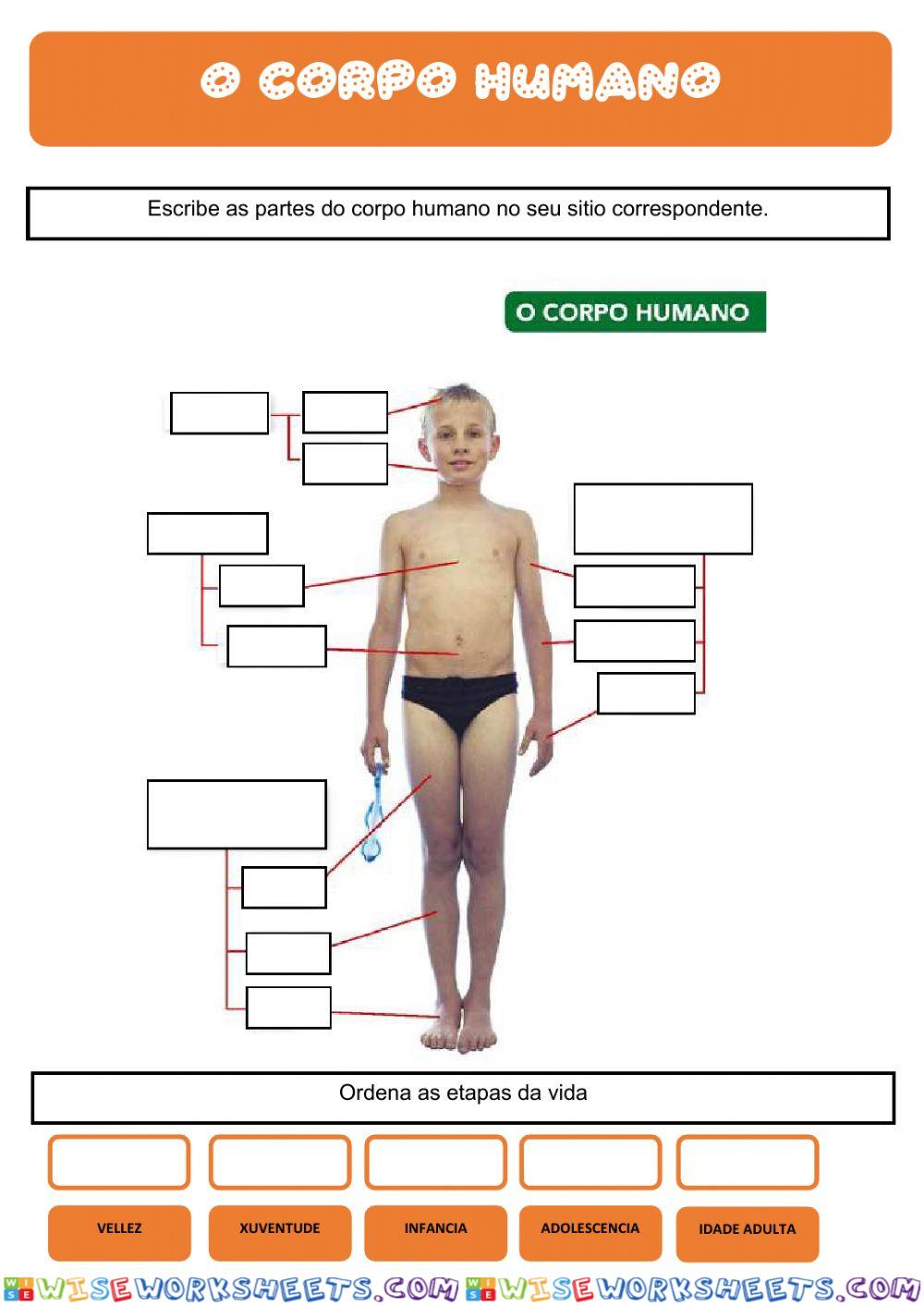 O corpo humano