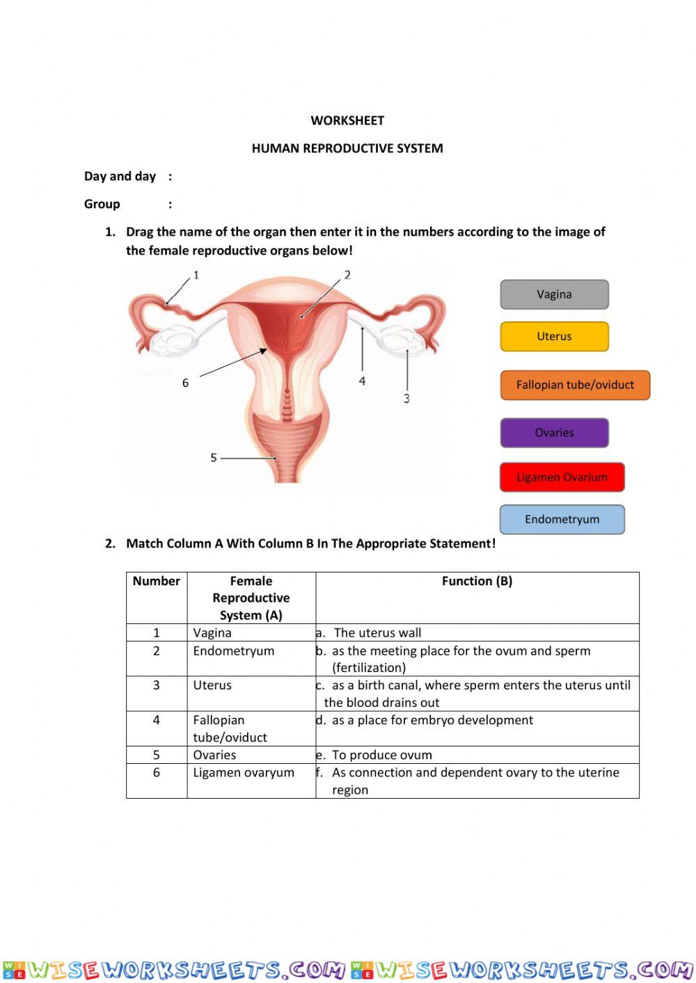 Female Organ Reproductive System