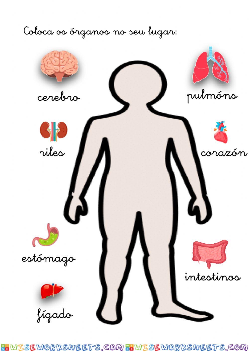 Órganos do corpo