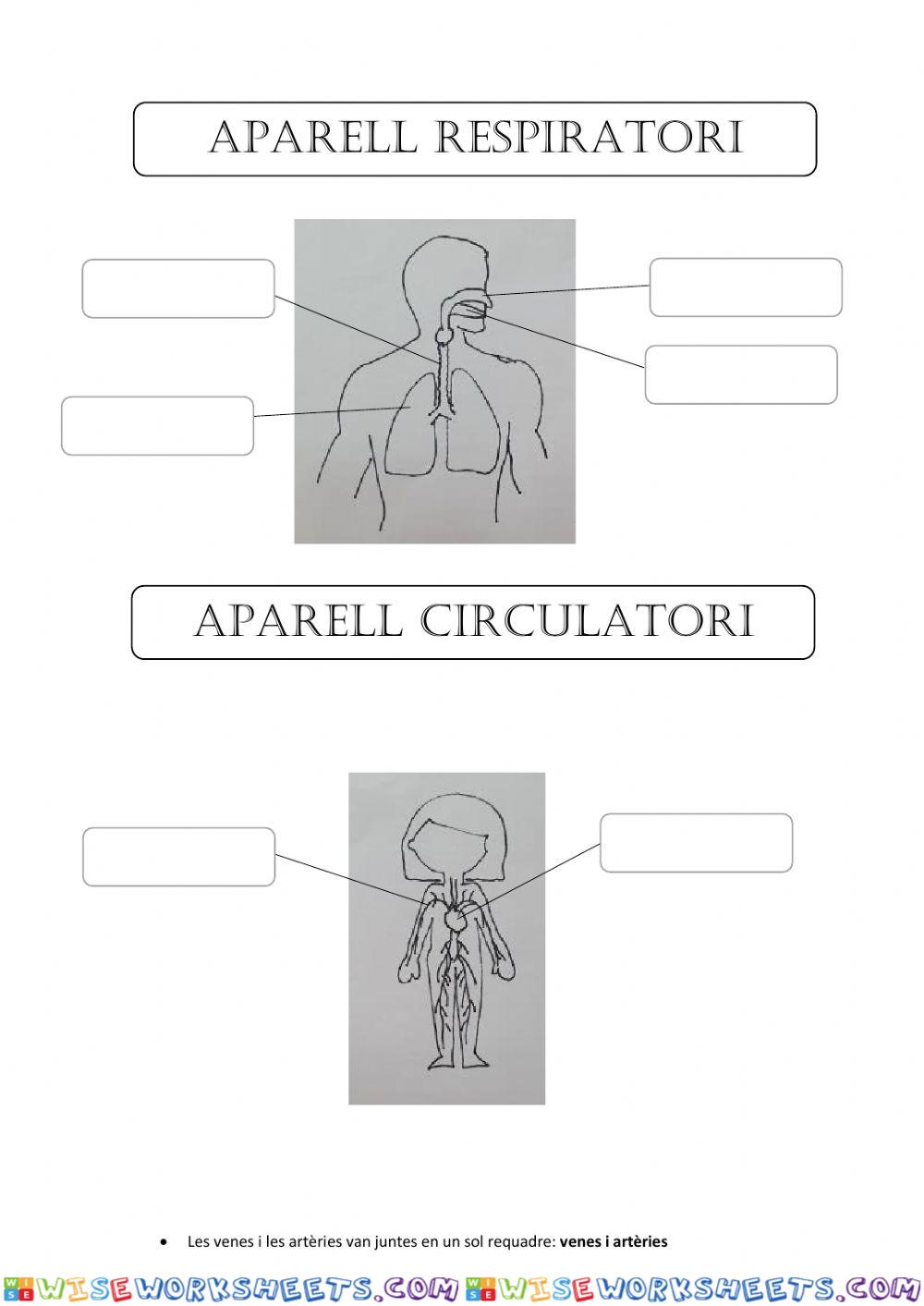 APARELL RESPIRATORI I CIRCULATORI 2n