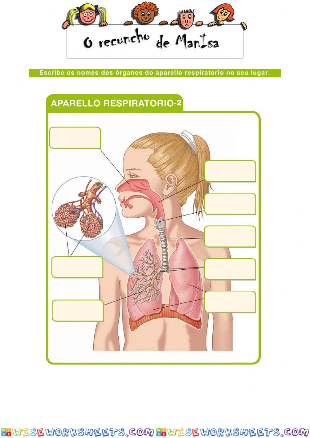 Aparello respiratorio 2