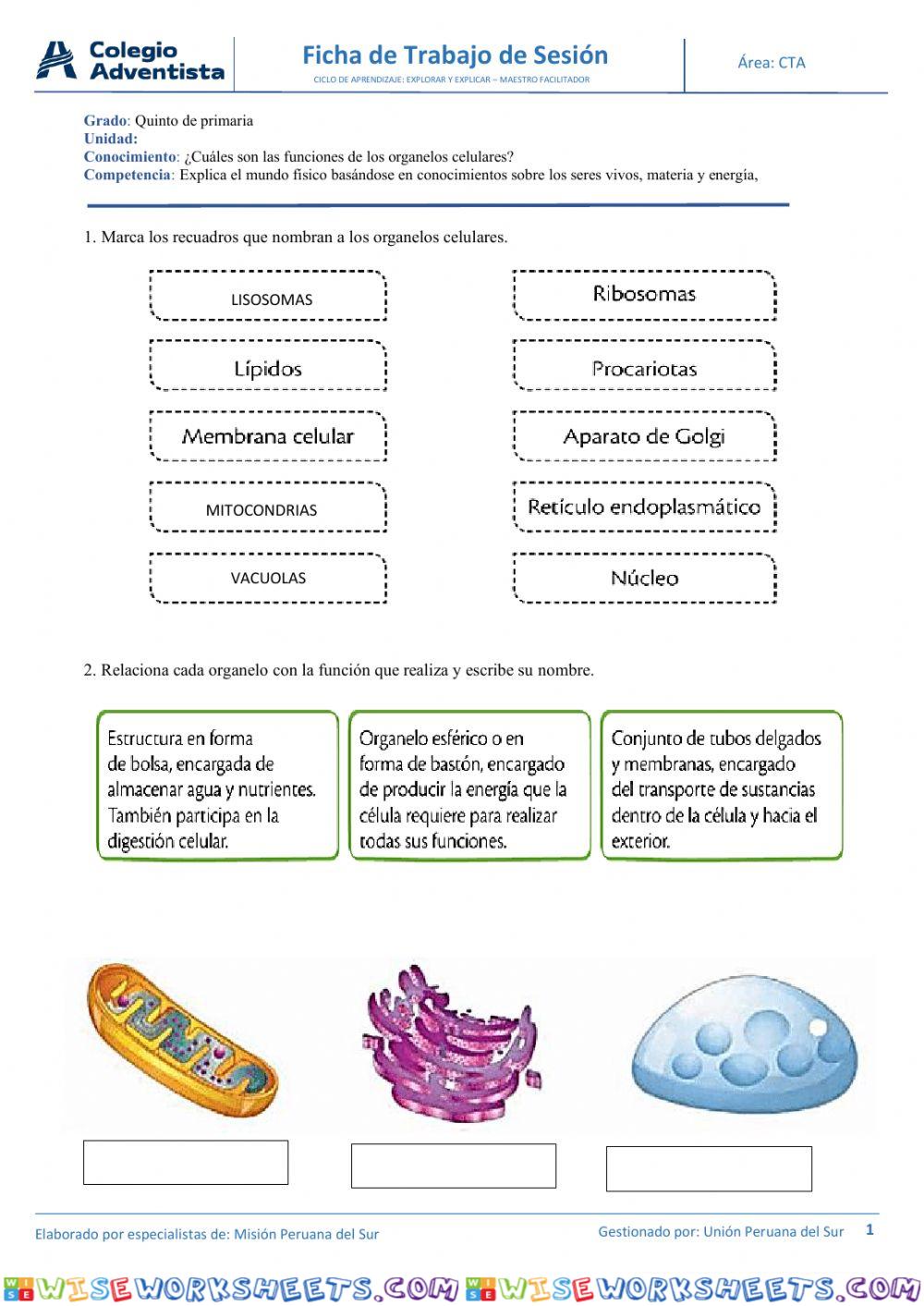 Organelos citoplasmáticos