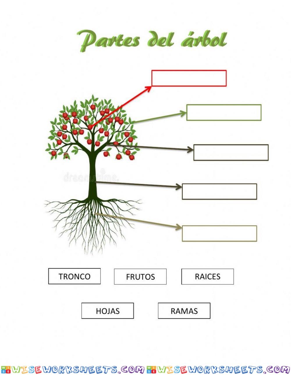 Partes del árbol