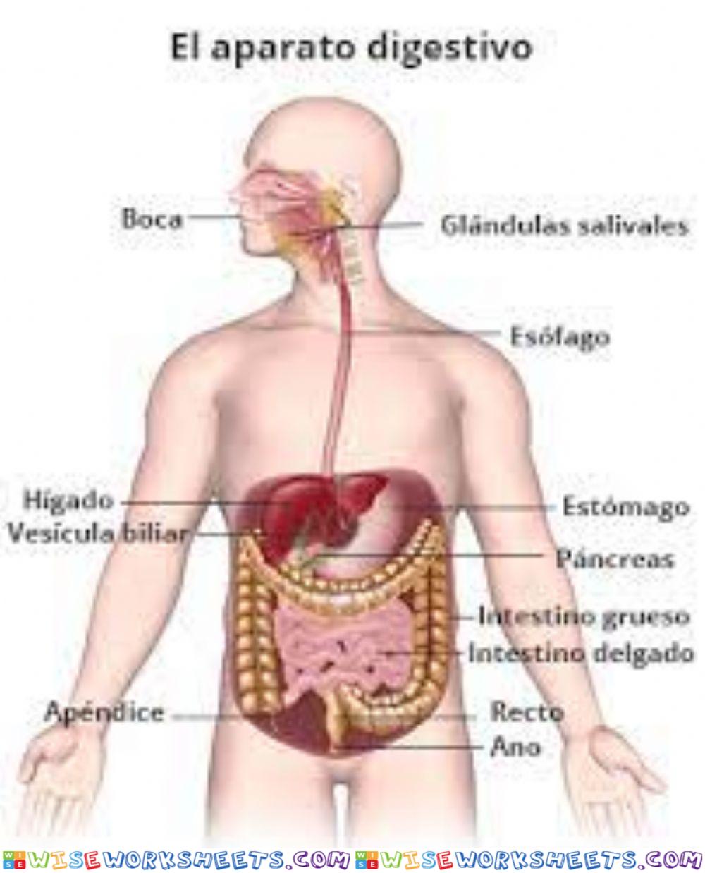 Sistema digestivo