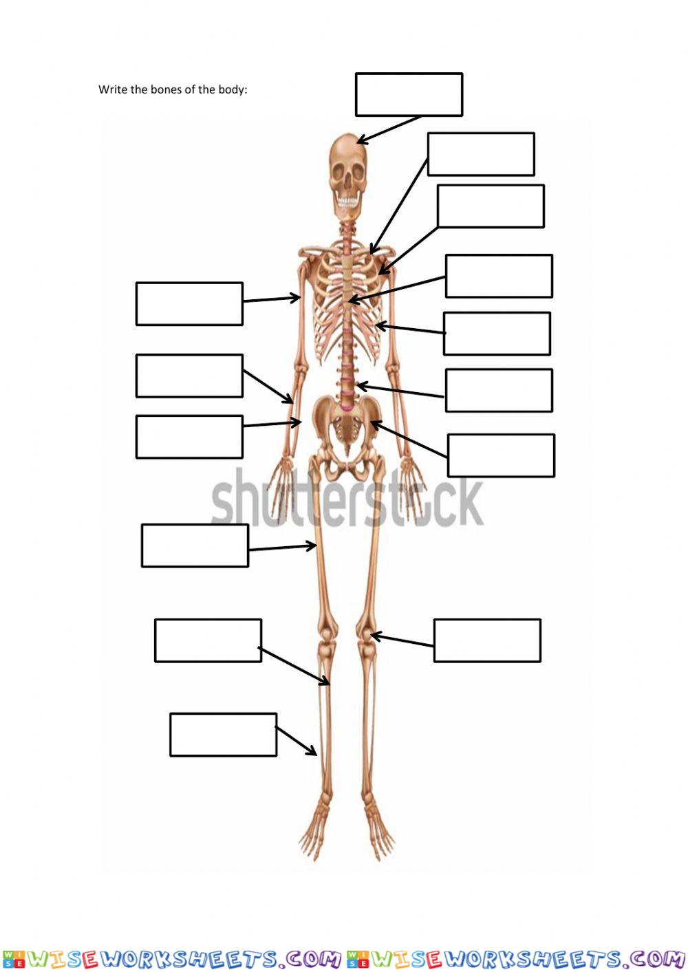 Bones