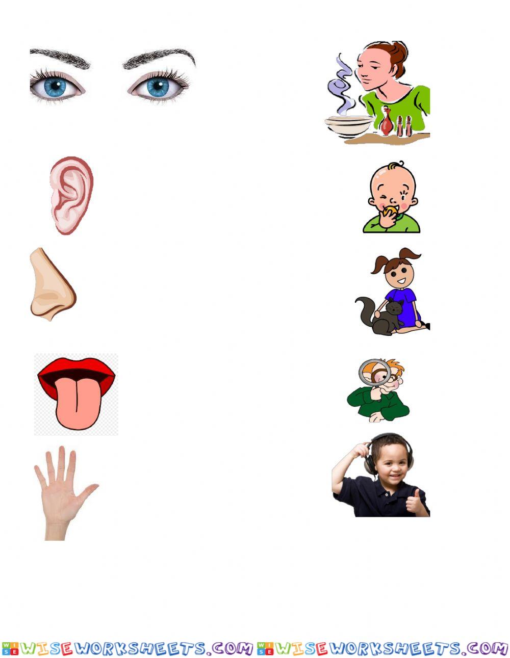 My sense organs