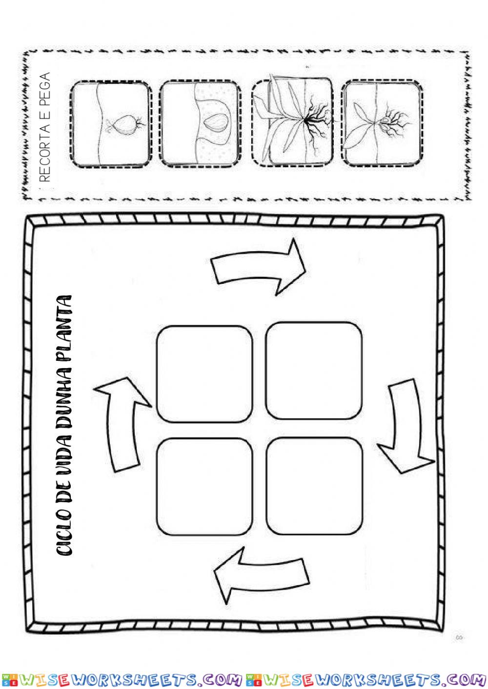 Ciclo dunha planta