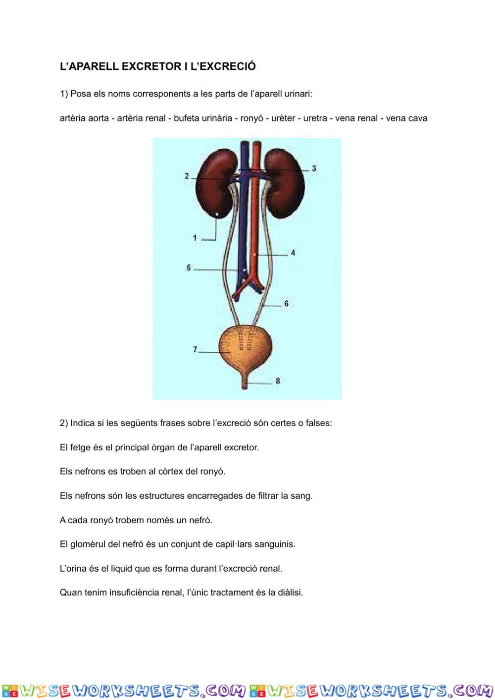 worksheet