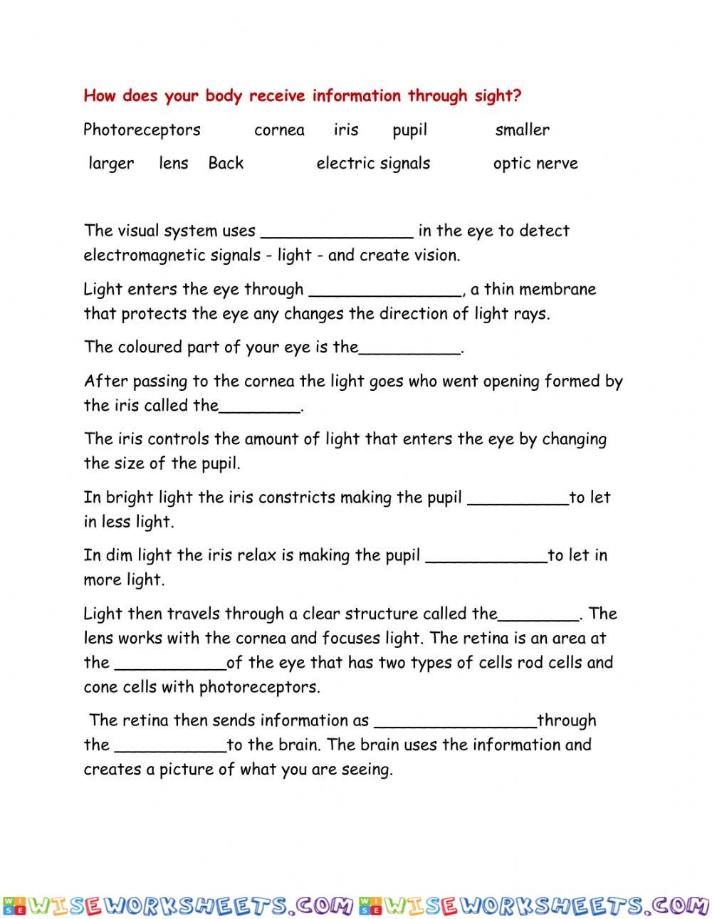 Photoreceptor - Eye