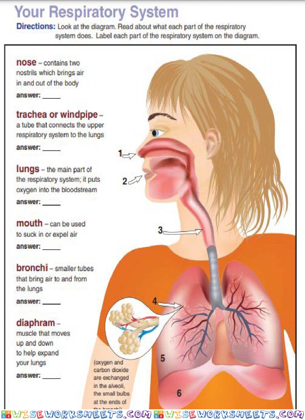 worksheet