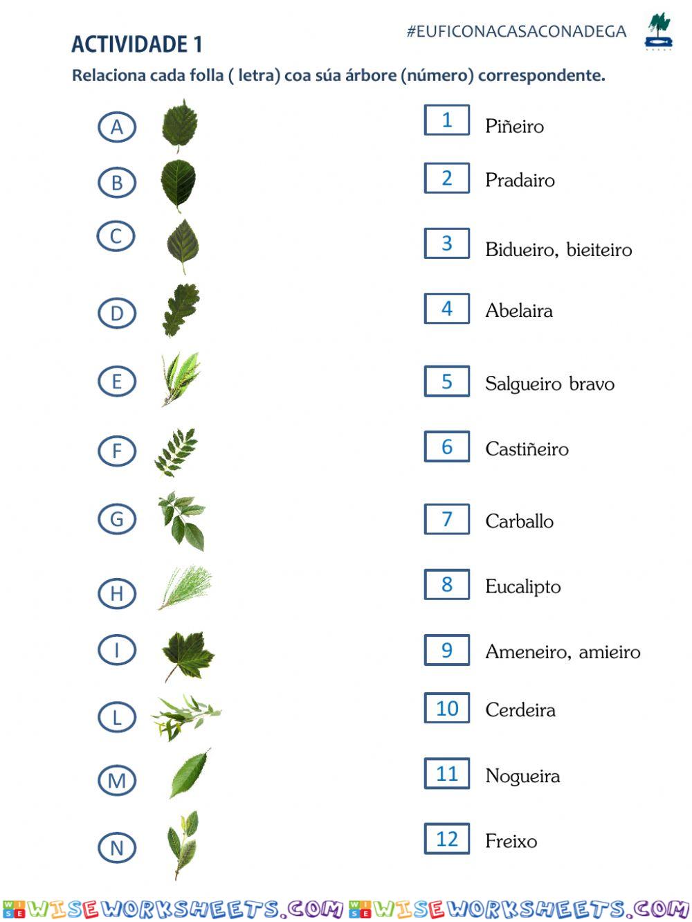 As plantas. Cada folla coa súa árbore