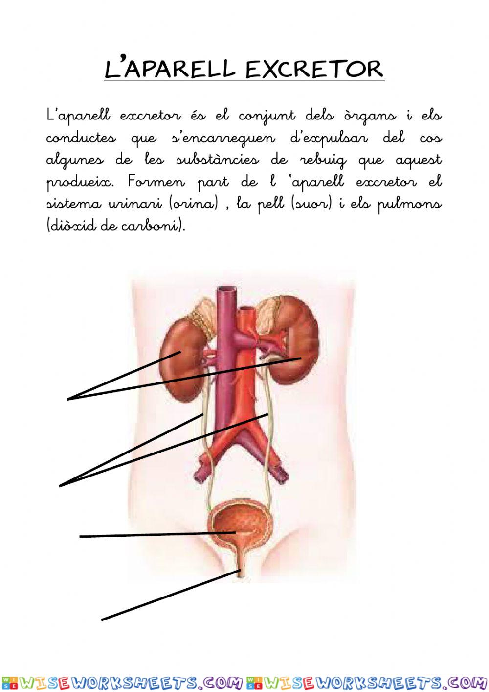 worksheet