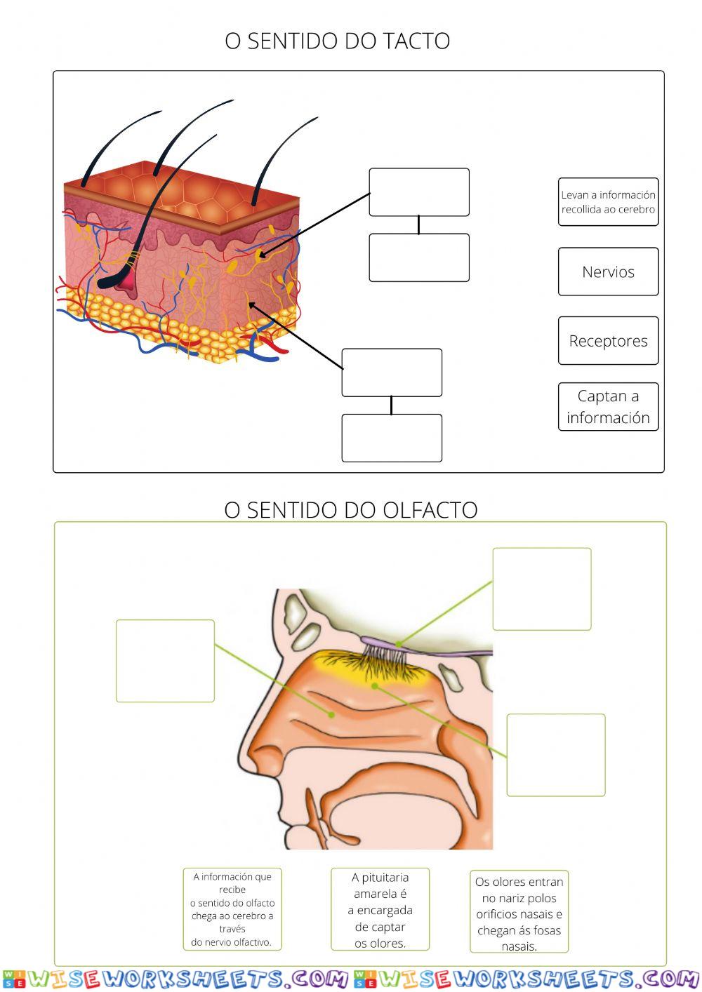 O sentido do tacto e o sentido do olfacto