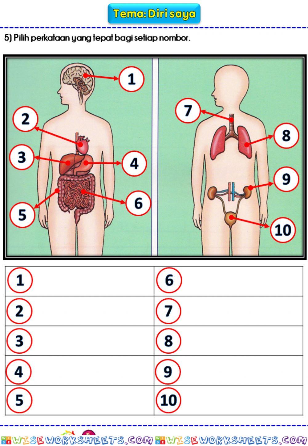 Bijak Kata: Anggota Badan Saya