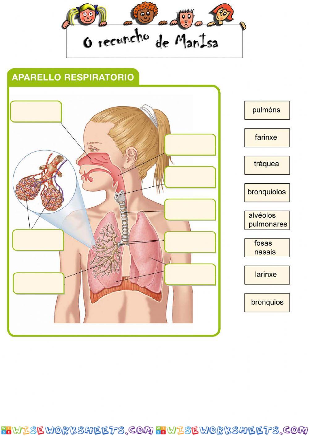 Aparello respiratorio 1