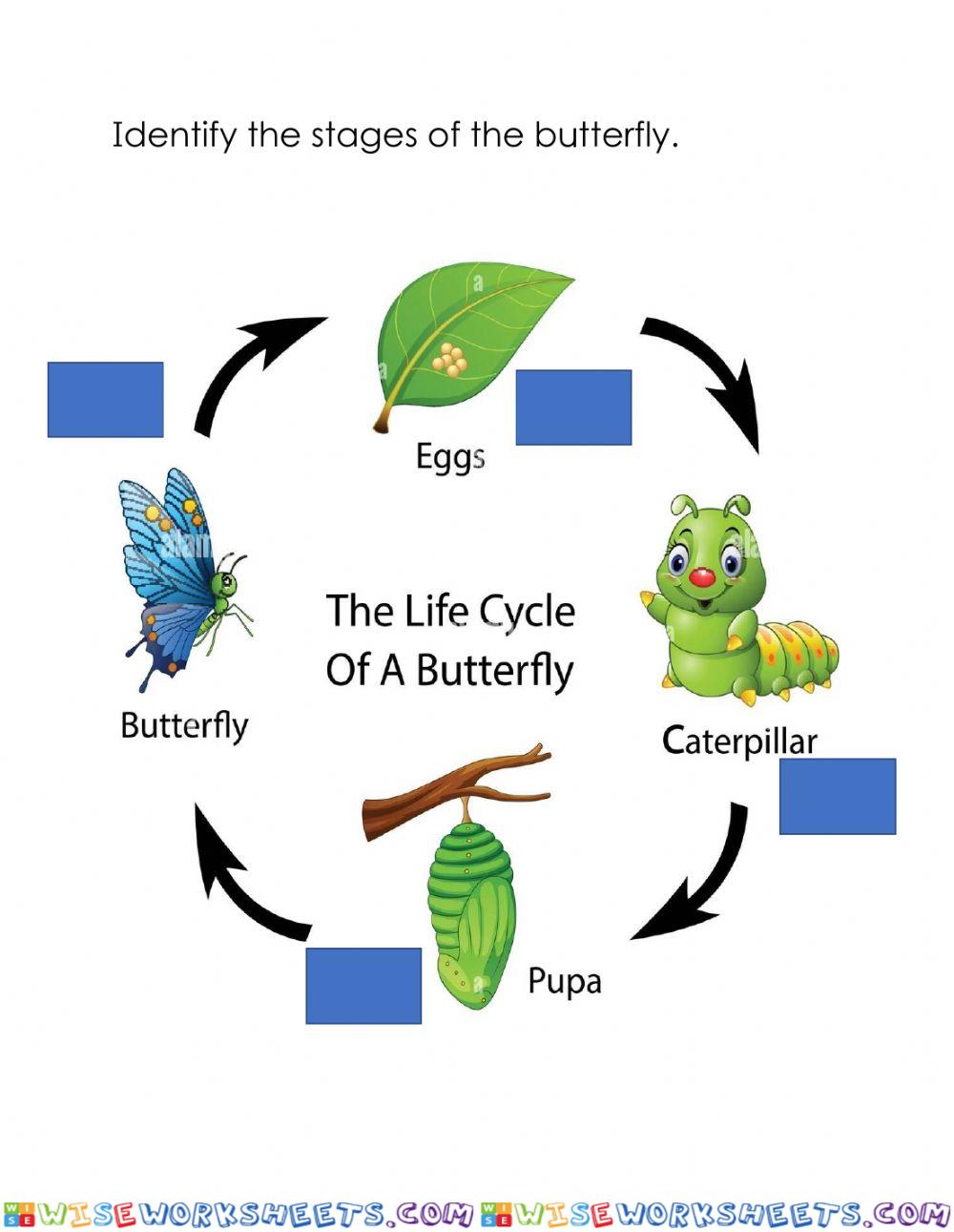 Stages of a Butterfly