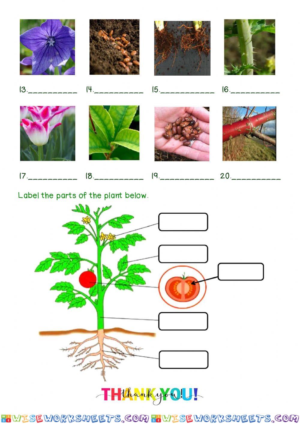 Parts of a plant