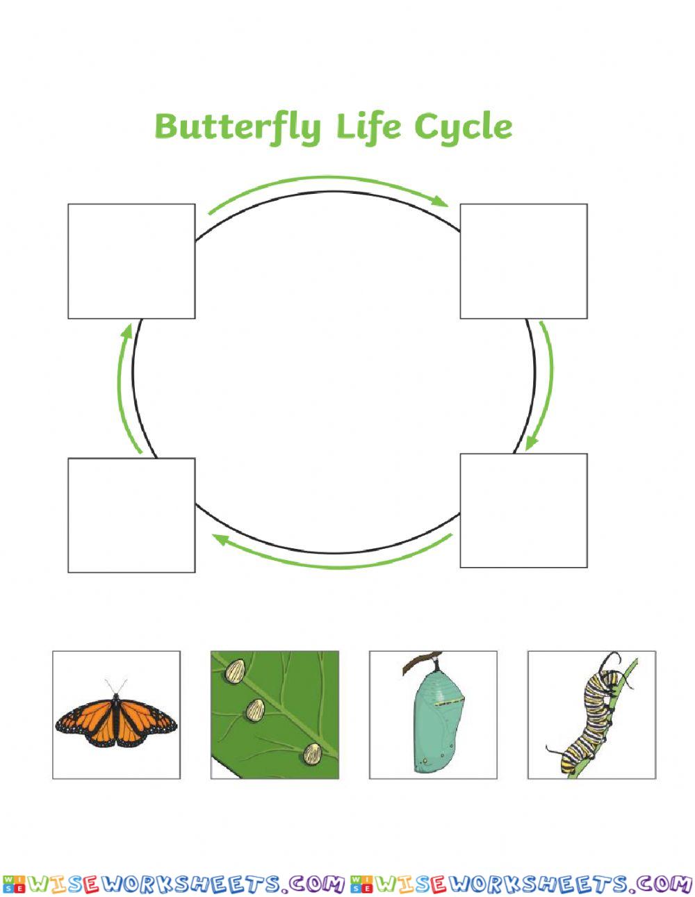 Life cycle