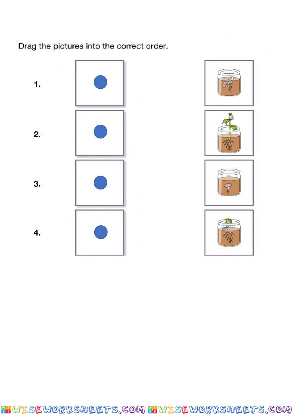 Stages of germination