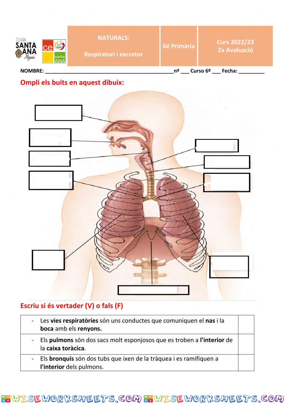 respiratori - excretor