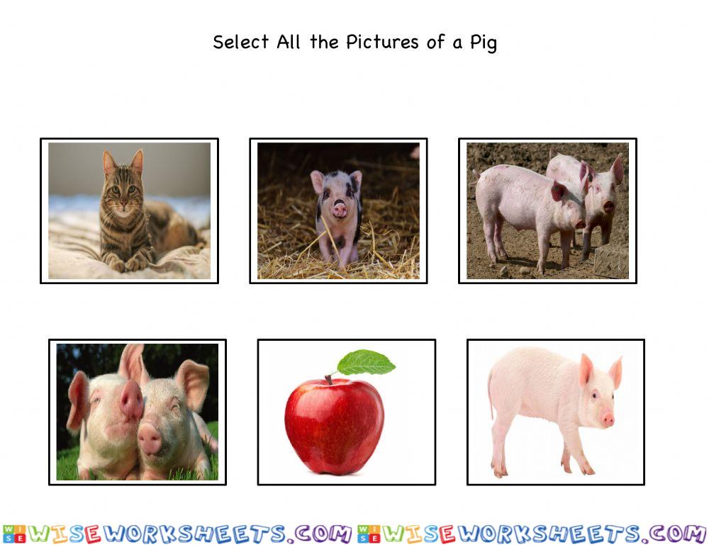 Select images of pig