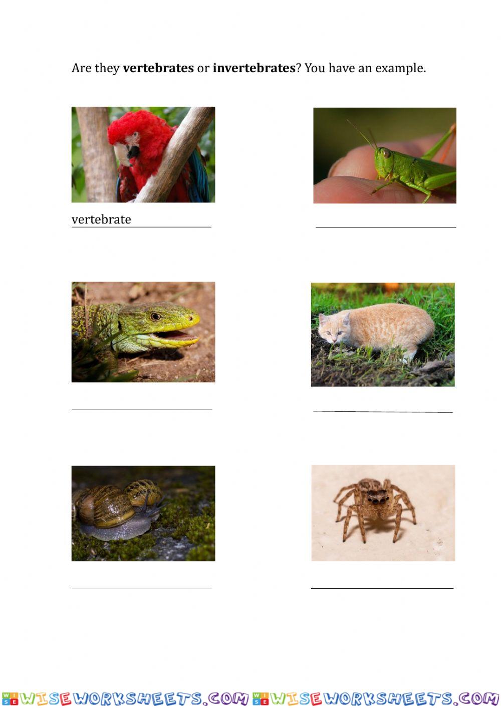 Vertebrate and invertebrate animals