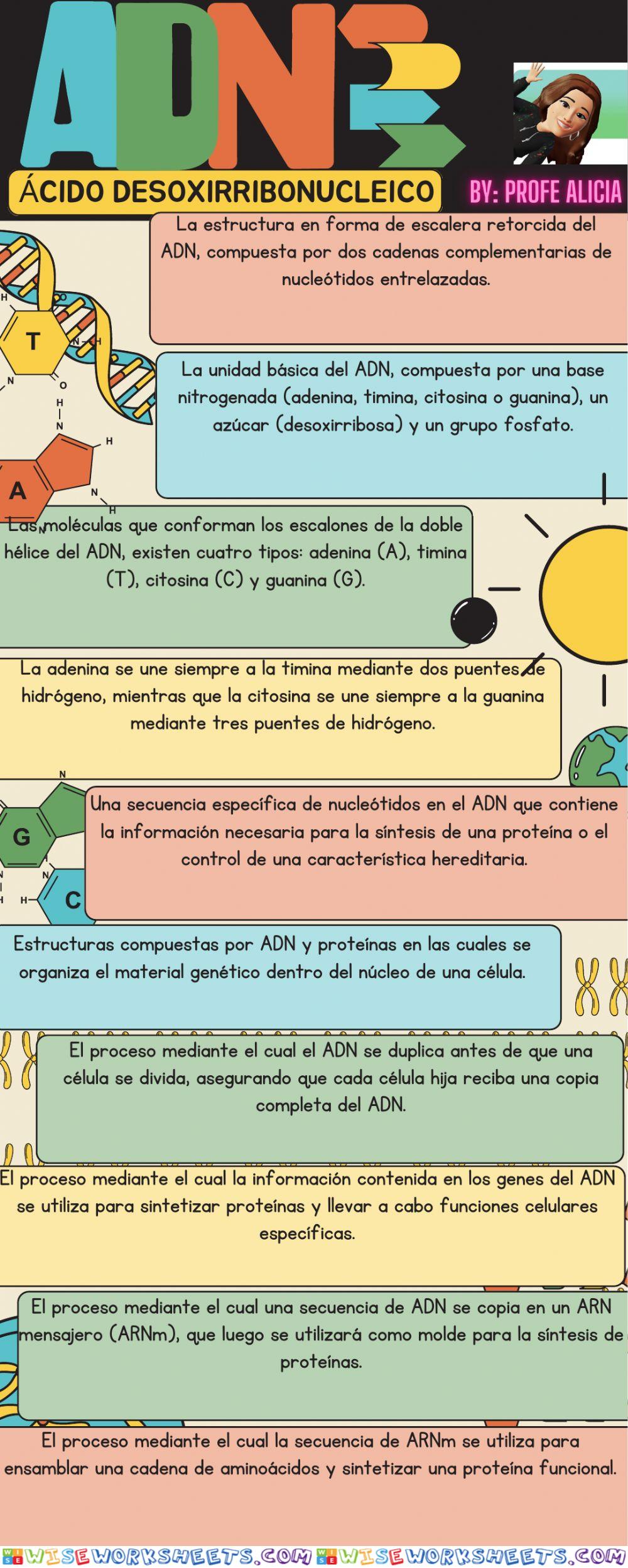 El ADN nuclear: estructura y características