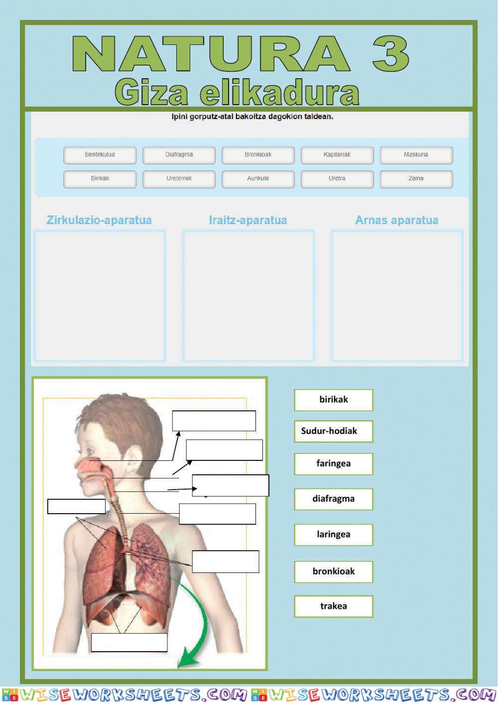 worksheet