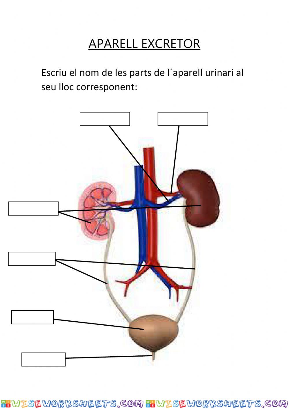 Aparell urinari