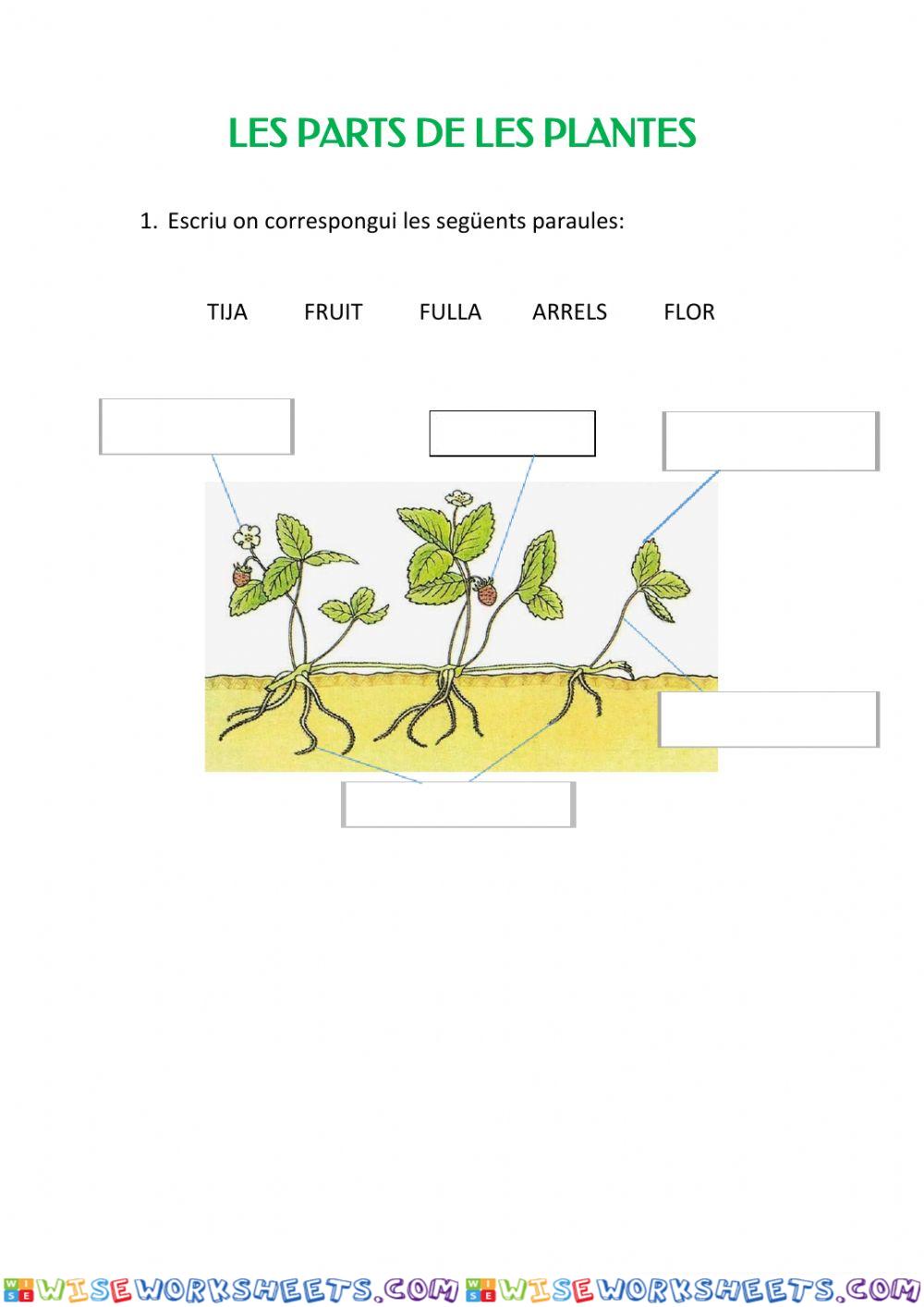 Parts de les plantes