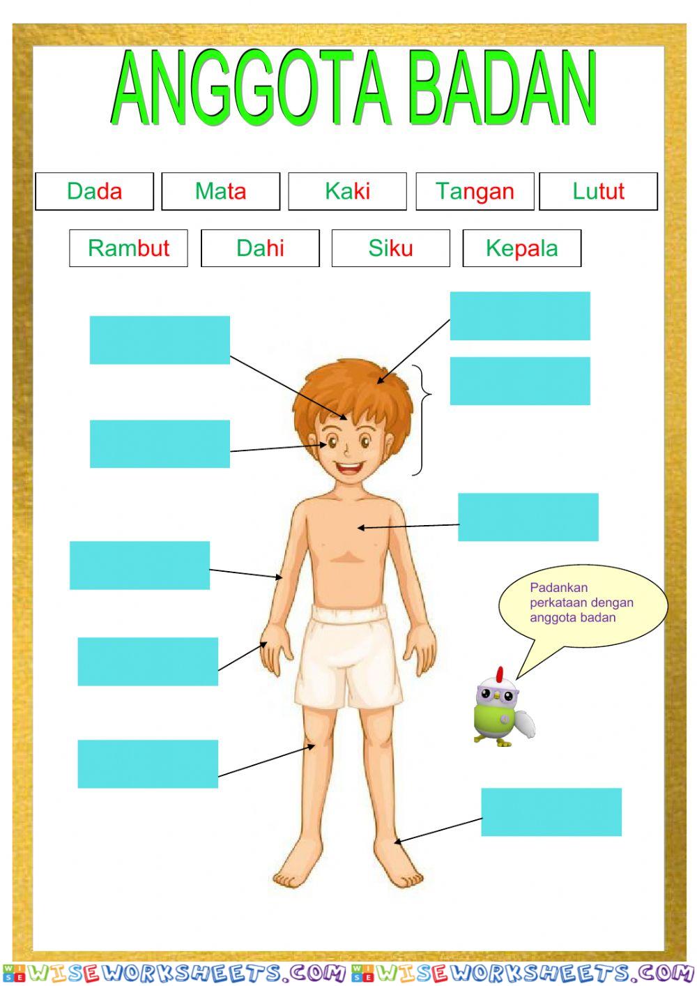Anggota badan saya