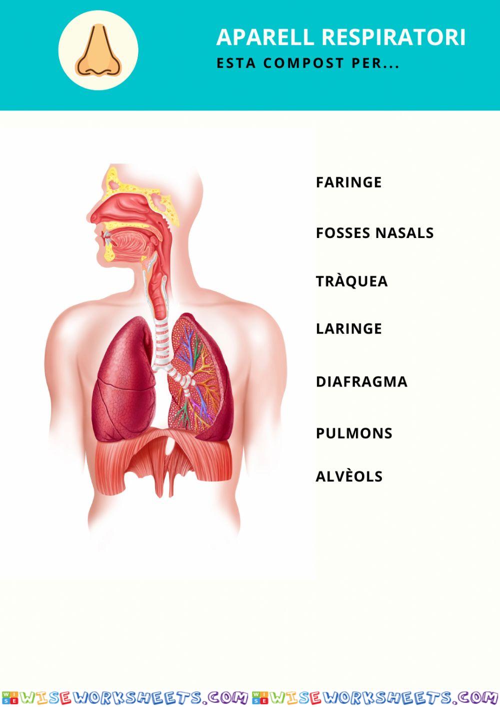 L'aparell respiratori